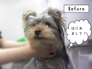 よろしくヨーキー