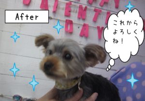 仕上がりヨーキー