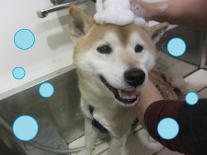 シャンプーしば