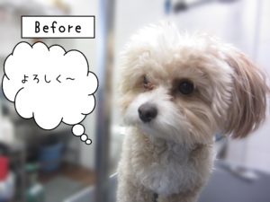 よろしくミックス