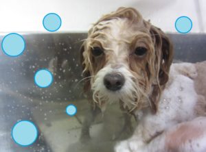 シャンプーミックス