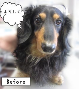 よろしくダックス