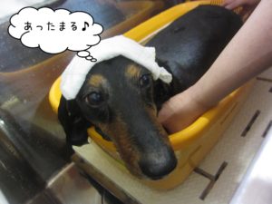 お風呂ダックス