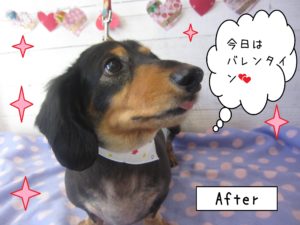 仕上がりダックス