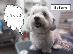 よろしくミックス