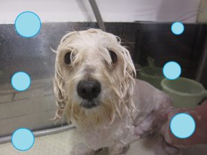 シャンプーミックス