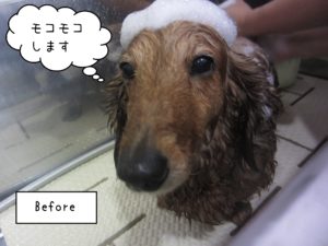 MDのアールちゃんシャンプー中
