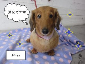 MDのアールちゃん施術後