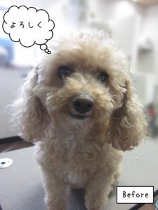 TPのモコちゃんカット前