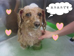 TPのモコちゃんスパ中