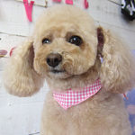 モコちゃんアイキャッチ