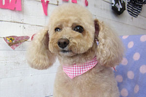 モコちゃんアイキャッチ