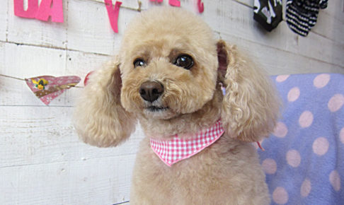 モコちゃんアイキャッチ