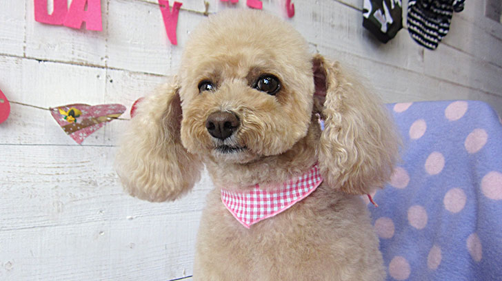 モコちゃんアイキャッチ