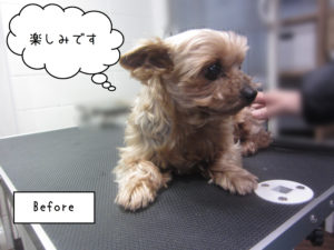 YKのてんちゃんカット前