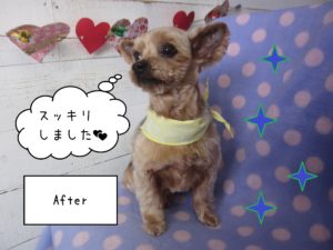 YKのてんちゃん施術後