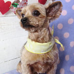 てんちゃんアイキャッチ