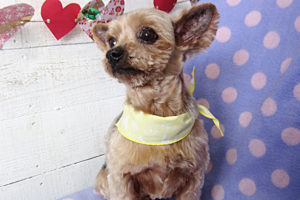 てんちゃんアイキャッチ