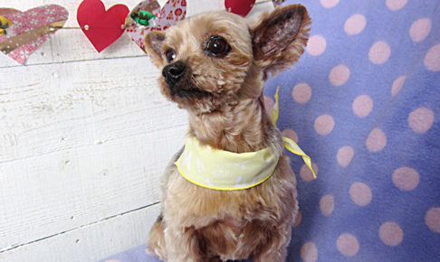 てんちゃんアイキャッチ