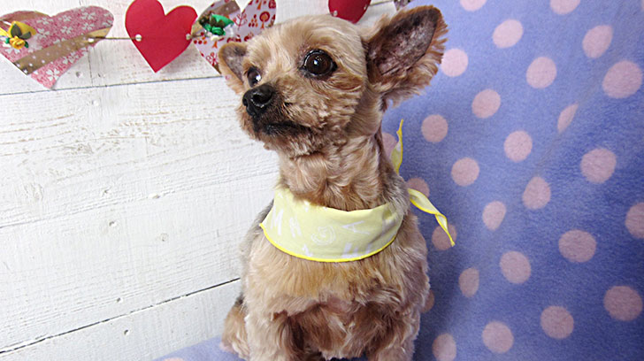 てんちゃんアイキャッチ