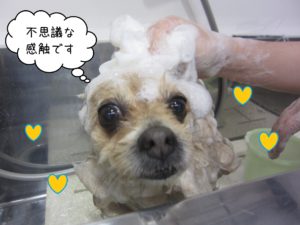 PMのモコちゃんシャンプー中