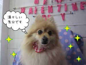 PMのモコちゃん施術後