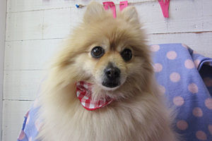 モコちゃんアイキャッチ