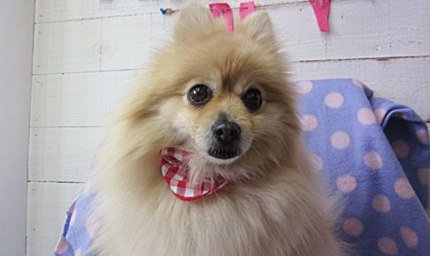 モコちゃんアイキャッチ