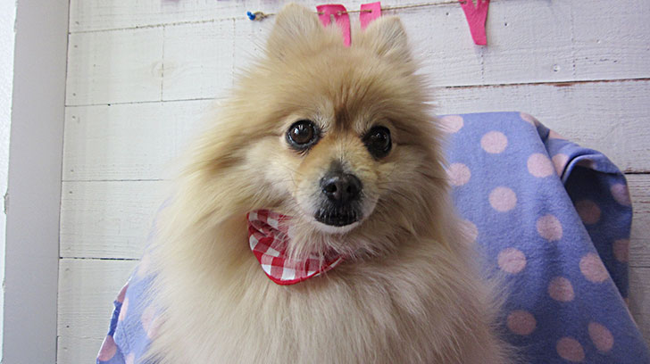 モコちゃんアイキャッチ