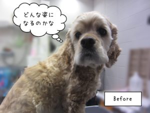 ACのジンジャーちゃんカット前