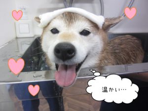 柴犬の華ちゃんスパ中