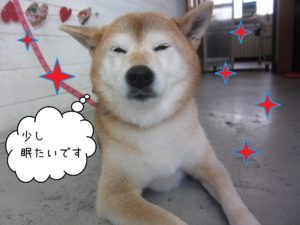 柴犬の華ちゃん施術後