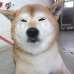 華ちゃんアイキャッチ