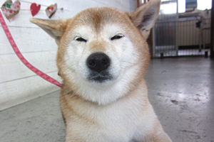 華ちゃんアイキャッチ