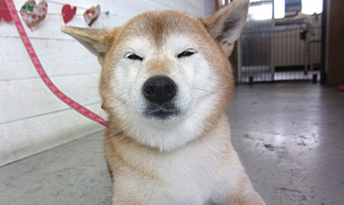 華ちゃんアイキャッチ