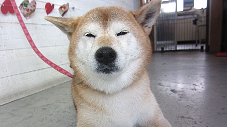 華ちゃんアイキャッチ