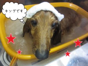 お風呂ダックス