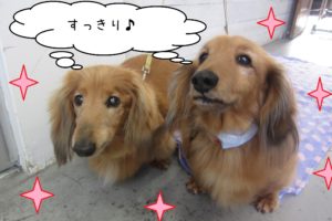 仕上がりダックス