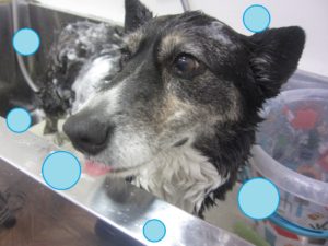 シャンプーWコーギー