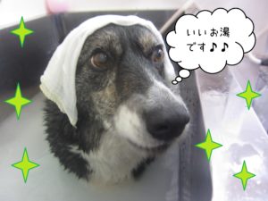 お風呂Wコーギー