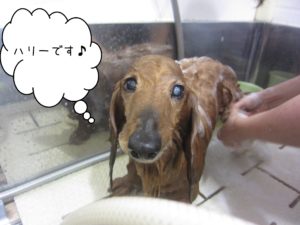 シャンプーダックス