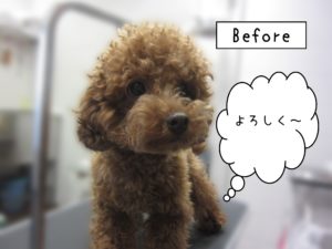 よろしくトイプー