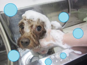 シャンプートイプー