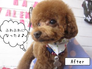 仕上がりトイプー