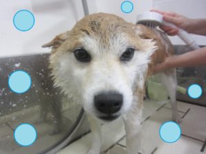 シャンプーしば