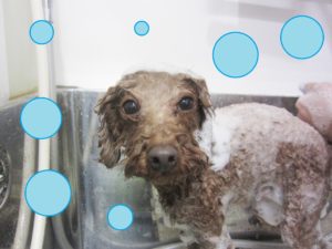 シャンプートイプー