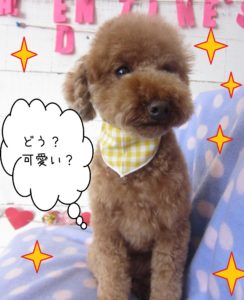 仕上がりトイプー