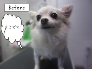 よろしくチワワ