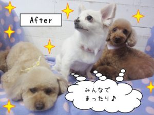 仕上がりトイプー&チワワ