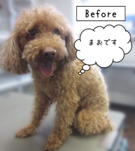 よろしくトイプー